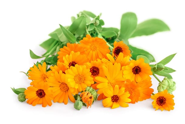 Calendula Flower